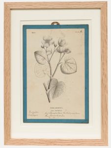 Native Flora of Europe - Framed 19th Century Lithograph, Caltha Palustris