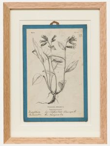 Native Flora of Europe - Framed 19th Century Lithograph, Pulmonaria Officinalis