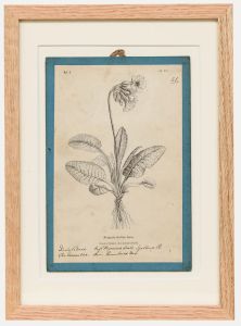 Native Flora of Europe - Framed 19th Century Lithograph, Primula elatior