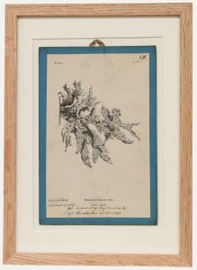 Native Flora of Europe - Framed 19th Century Lithograph, Ramalina Fraxinea