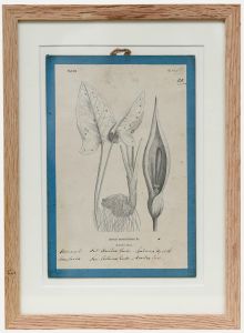 Native Flora of Europe - Framed 19th Century Lithograph, Arunt maculatum