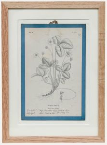 Native Flora of Europe - Framed 19th Century Lithograph, Fragaria vesca