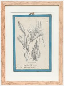 Native Flora of Europe - Framed 19th Century Lithograph, Lilium Candidum