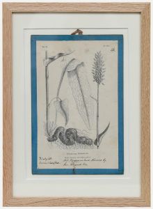 Native Flora of Europe - Framed 19th Century Lithograph, Polygonum Bistorta