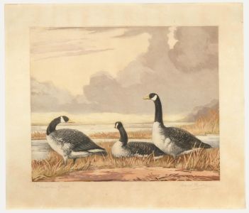 Reuben Ward Binks (1880-1950) - Mid 20th Century Aquatint, Canada Geese