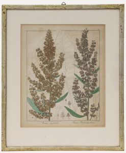 Friedrich Guimpel - Early 19th Century Engraving, Rumex