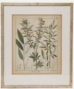 Friedrich Guimpel - Early 19th Century Engraving, Salix alba