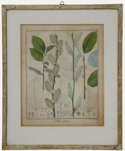 Friedrich Guimpel - Early 19th Century Engraving, Salix caprea