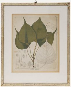 Friedrich Guimpel - Early 19th Century Engraving, Ficus religiosa