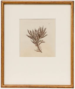 Framed 19th Century Engraving - Fucus pinastroides