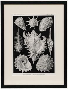 Framed Mid 20th Century Lithograph - Front-gilled Snails