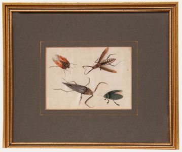 Chinese School 19th Century Watercolour - Study of Insects