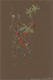1932 Watercolour - Berries on the Vine