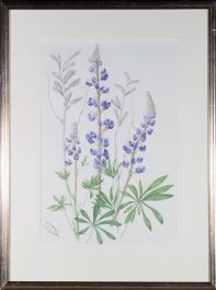 Mollie Foster (1934-2021) - Contemporary Watercolour, Lupins