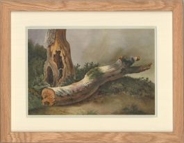 19th Century Watercolour - The Lone Tree in the Woods