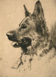Herbert Cutner (1881-1969) - Drypoint, Portrait of a German Shepherd