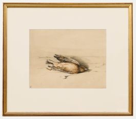 English School Late 19th Century Watercolour - Study of a Dead Bird
