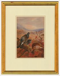 Early 20th Century Watercolour - Perching Grouse