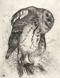 Timothy J Greenwood (1947-2010) - Contemporary Etching, Study of an Owl
