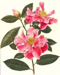 Leslie C.  - Mid 20th Century Watercolour, Rhododendron