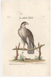 Johann Seligmann (1720-1762) after George Edwards - Etching, American Kestrel