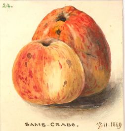 1849 Watercolour - Sams-Crab Apple