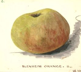 Mid 19th Century Watercolour - Blenheim Orange Apple