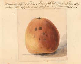 1949 Watercolour - Fallen Apple