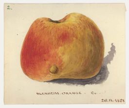 1851 Watercolour - Blenheim Orange