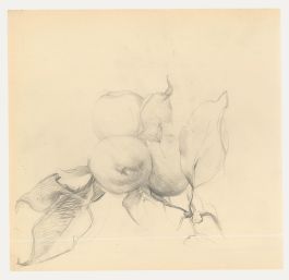 Attrib. John Cluysenaar (1899-1986) - Graphite Drawing, Study of Apples