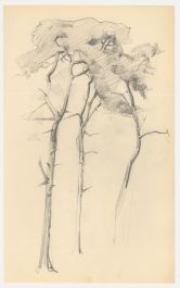 Attrib. John Cluysenaar (1899-1986) - Graphite Drawing, Study of Scots Pine 