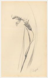 Attrib. John Cluysenaar (1899-1986) - Graphite Drawing, Iris Foetidissima