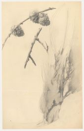Attrib. John Cluysenaar (1899-1986) - Graphite Drawing, Study of Pinecones