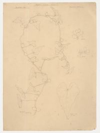 William Henry Ladd - Early 20th Century Graphite Drawing, Black Bryony