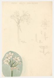 William Henry Ladd - Early 20th Century Graphite Drawing, White Narcissus