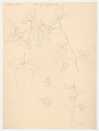 William Henry Ladd - Early 20th Century Graphite Drawing, Woody Nightshade