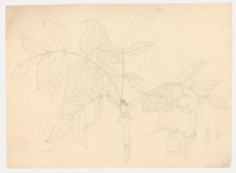 William Henry Ladd - Early 20th Century Graphite Drawing, The Ash