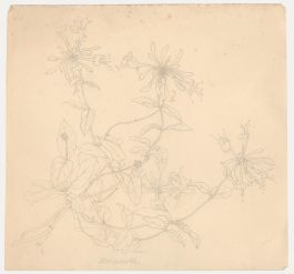 William Henry Ladd - Early 20th Century Graphite Drawing, Honeysuckle