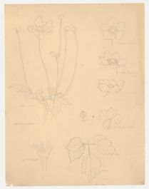 William Henry Ladd - Early 20th Century Graphite Drawing, Anemone Japonica