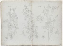 William Henry Ladd - Early 20th Century Graphite Drawing, Botanical Forms