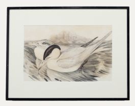 John Gould - Framed 19th Century Lithograph, Sylochelidon Strenuus