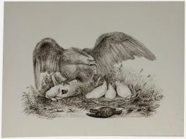 Charles Newport Bolton - 1838 Etching, Eagle Feeding her Young
