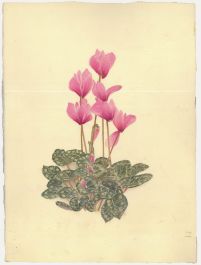 Kathleen Moyra Bellis - 20th Century Watercolour, Cyclamen persicum