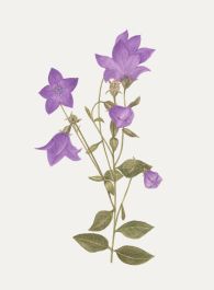 Kathleen Moyra Bellis - 20th Century Watercolour, Platycodon Grandiflorus