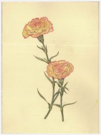 Kathleen Moyra Bellis - 20th Century Watercolour, Carnation