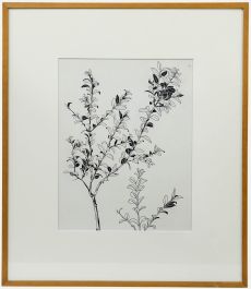 Attrib. Sylvan G. Boxsius (1878-1941) - Pen and Ink Drawing, Shrubbery Study