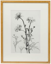 Attrib. Sylvan G. Boxsius (1878-1941) - Pen and Ink Drawing, Oxeye Daisies