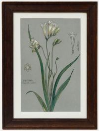 Attrib. Sylvan G. Boxsius - Pen and Ink Drawing, Friesia Refracta Alba