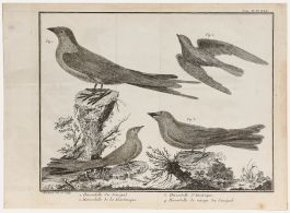 Francois-Nicolas Martinet (1731-1804) - Engraving, Red-Breasted Merganser 