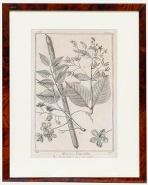 Robert Béenard (1734-1794) - 18th Century Engraving, Le Quinquina & La Casse